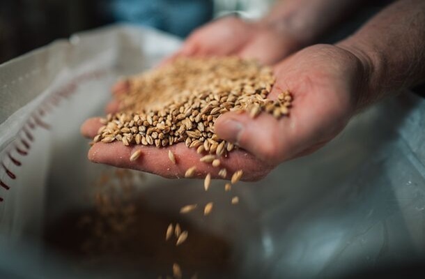 Brautag - Wir brauen ein Weizen